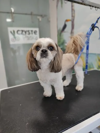 "Czyste Psisko" salon groomerski